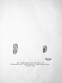 Lecidella parasema image